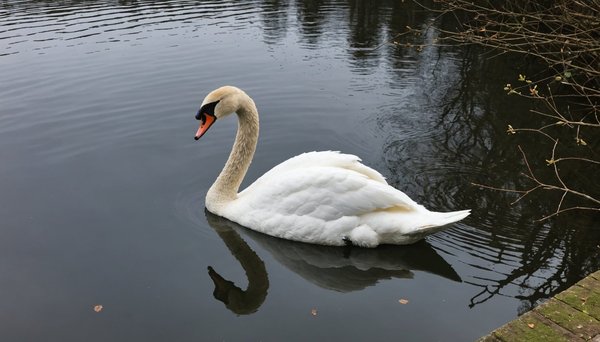 Le Cygne