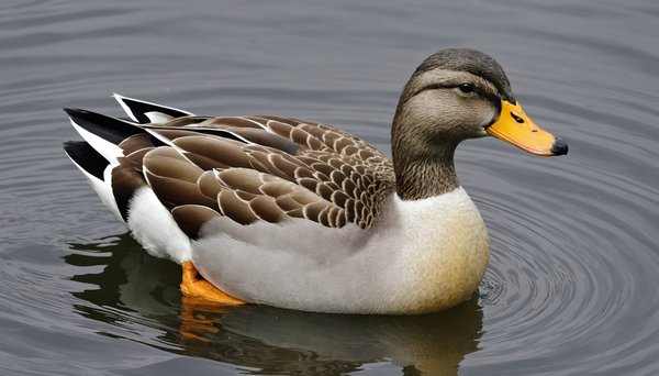 Mon Canard Saint-Pierre